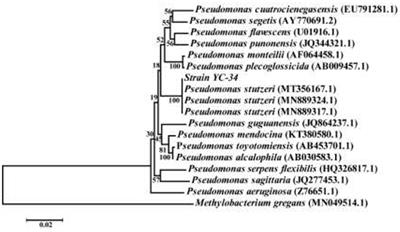 Efficacy of simultaneous hexavalent chromium biosorption and nitrogen removal by the aerobic denitrifying bacterium Pseudomonas stutzeri YC-34 from chromium-rich wastewater